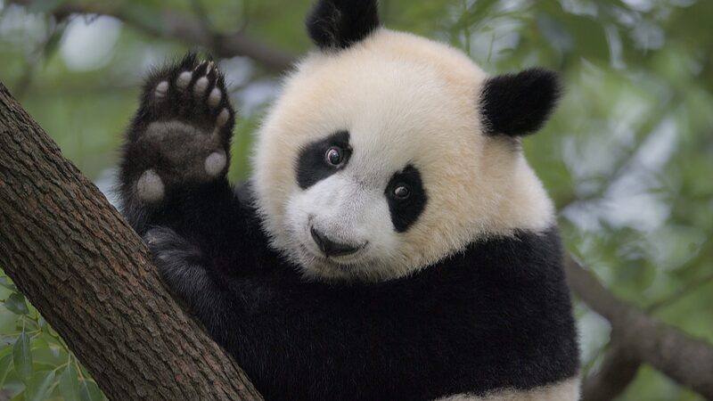 Chinas_Rare_Species_Rebound_Amid_Enhanced_Biodiversity_Efforts - Khabar Asia China's Rare Species Rebound Amid Enhanced Biodiversity Efforts