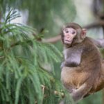 China's Revised Wildlife Protection Law Sparks Debate Over Conservation Strategies