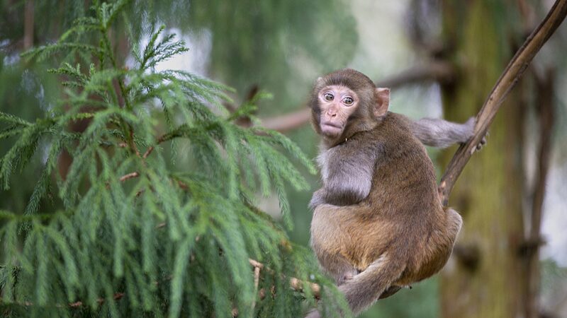 Chinas_Revised_Wildlife_Protection_Law_Sparks_Debate_Over_Conservation_Strategies - Khabar Asia China's Revised Wildlife Protection Law Sparks Debate Over Conservation Strategies