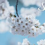 China's Spring Blossoms: A Kaleidoscope of Colors Across the Landscape