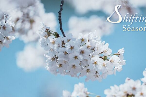 China's Spring Blossoms: A Kaleidoscope of Colors Across the Landscape