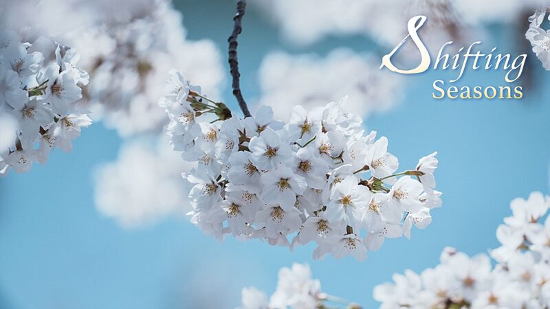 Chinas_Spring_Blossoms_A_Kaleidoscope_of_Colors_Across_the_Landscape - Khabar Asia China's Spring Blossoms: A Kaleidoscope of Colors Across the Landscape