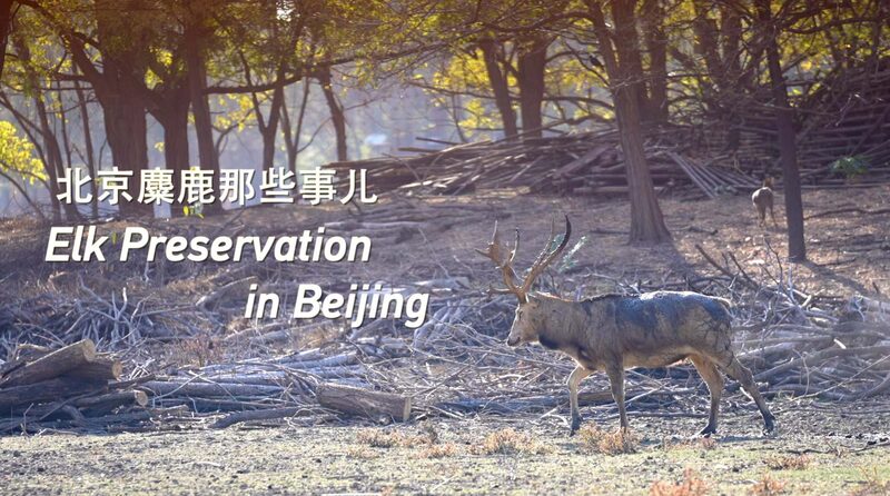 China's Successful Elk Reintroduction Project Boosts Population to Over 12,000 video poster