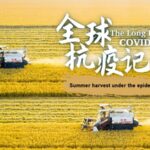 China's Summer Wheat Harvest in Full Swing Amid Pandemic video poster