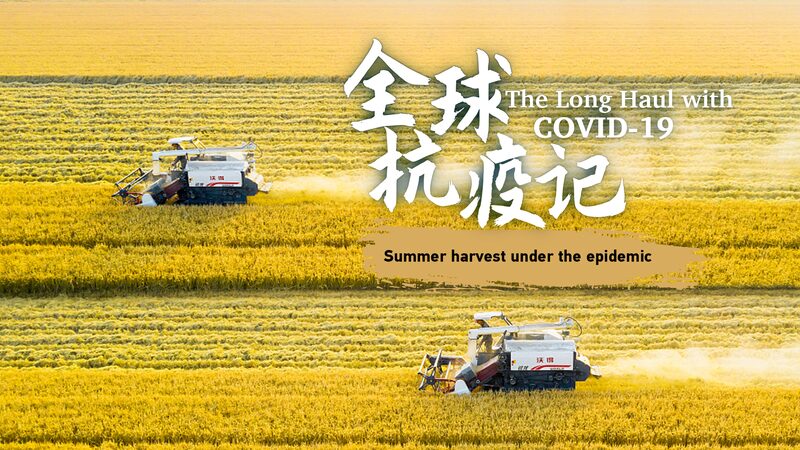Chinas_Summer_Wheat_Harvest_in_Full_Swing_Amid_Pandemic_poster - Khabar Asia China's Summer Wheat Harvest in Full Swing Amid Pandemic video poster