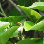 China's Tea Tourism Blossoms: A Journey Through Global Tea Traditions