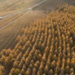 China's Three-North Program Adds 2.67 Million Hectares of Forest and Grassland