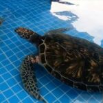 Chinese Conservationist Celebrates Spring Festival with Endangered Turtles
