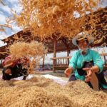 Chinese Farmers Boost Income Through Medicinal Plant Cultivation