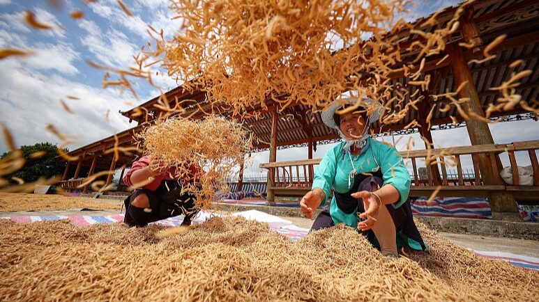 Chinese_Farmers_Boost_Income_Through_Medicinal_Plant_Cultivation - Khabar Asia Chinese Farmers Boost Income Through Medicinal Plant Cultivation