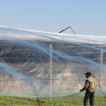 Chinese_Farmers_Innovate_to_Protect_Crops_Amid_Severe_Cold_Wave