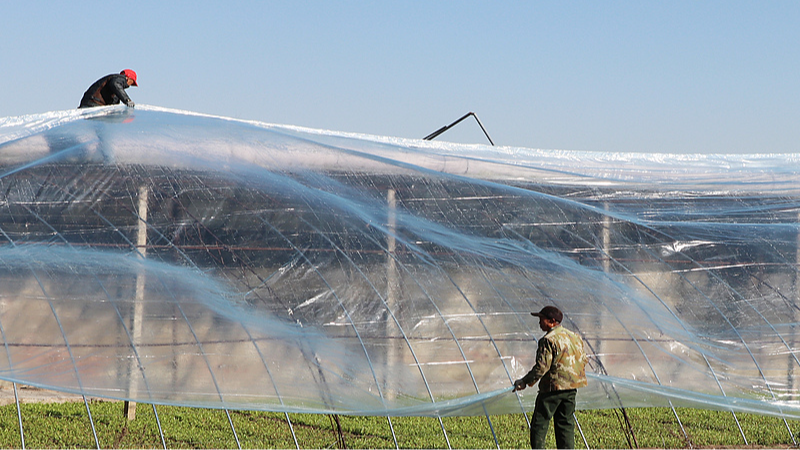 Chinese_Farmers_Innovate_to_Protect_Crops_Amid_Severe_Cold_Wave - Khabar Asia Chinese_Farmers_Innovate_to_Protect_Crops_Amid_Severe_Cold_Wave