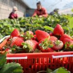 Chinese Farmers Race to Harvest Crops Amid Major Snow Solar Term