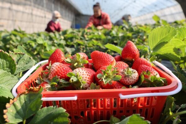 Chinese_Farmers_Race_to_Harvest_Crops_Amid_Major_Snow_Solar_Term - Khabar Asia Chinese Farmers Race to Harvest Crops Amid Major Snow Solar Term