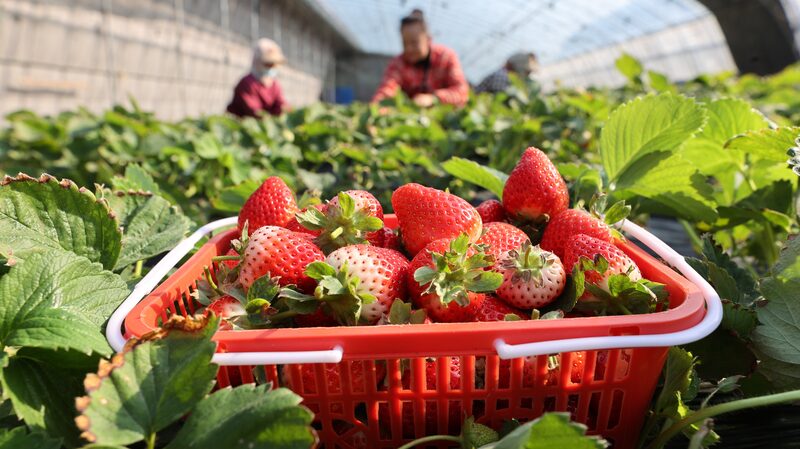 Chinese_Farmers_Race_to_Harvest_Crops_Amid_Major_Snow_Solar_Term - Khabar Asia Chinese Farmers Race to Harvest Crops Amid Major Snow Solar Term