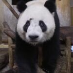 Chinese Giant Pandas Arrive in Madrid for 10-Year Stay