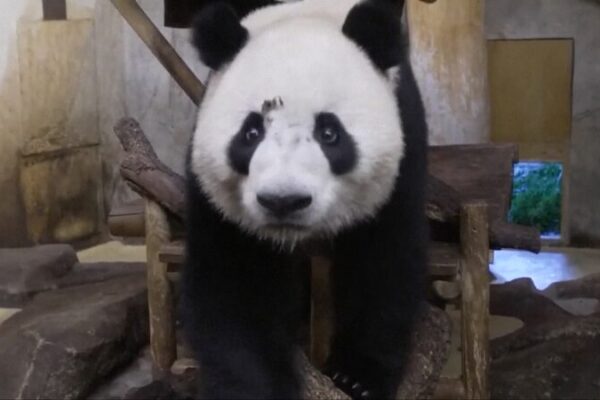 Chinese Giant Pandas Arrive in Madrid for 10-Year Stay Chinese Giant Pandas Arrive in Madrid for 10-Year Stay