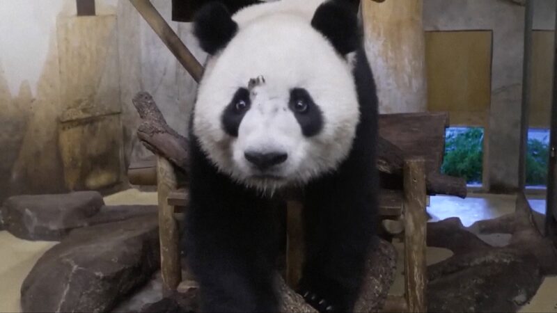 Chinese_Giant_Pandas_Arrive_in_Madrid_for_10-Year_Stay - Khabar Asia Chinese Giant Pandas Arrive in Madrid for 10-Year Stay