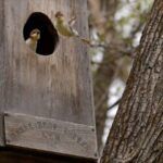 Chinese Merganser Ducklings Take First Leap in Changbai Mountains video poster