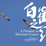 Chinese Ornithologist Reunites with Rescued Siberian Crane After a Year video poster