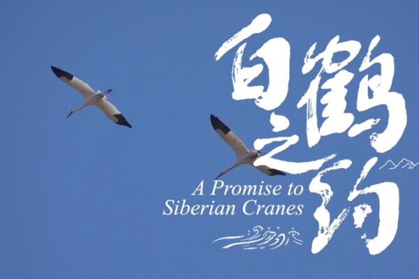 Chinese Ornithologist Reunites with Rescued Siberian Crane After a Year Chinese Ornithologist Reunites with Rescued Siberian Crane After a Year video poster