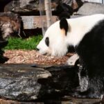 Chinese Premier Li Qiang Emphasizes Win-Win Cooperation with Australia at Adelaide Zoo Visit