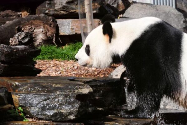 Chinese Premier Li Qiang Emphasizes Win-Win Cooperation with Australia at Adelaide Zoo Visit