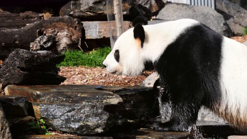 Chinese_Premier_Li_Qiang_Emphasizes_Win-Win_Cooperation_with_Australia_at_Adelaide_Zoo_Visit - Khabar Asia Chinese Premier Li Qiang Emphasizes Win-Win Cooperation with Australia at Adelaide Zoo Visit