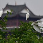 Chinese_Provinces_Unite_to_Protect_Migratory_Bird_Routes