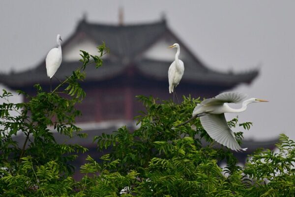 Chinese Provinces Unite to Protect Migratory Bird Routes Chinese_Provinces_Unite_to_Protect_Migratory_Bird_Routes