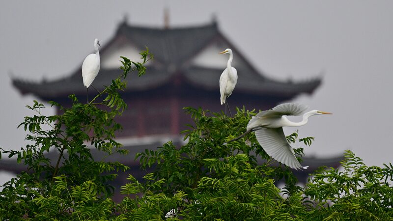 Chinese_Provinces_Unite_to_Protect_Migratory_Bird_Routes