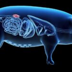 Chinese Researchers Achieve Breakthrough in Gene-Edited Pig Kidney Transplant