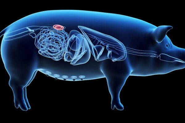 Chinese Researchers Achieve Breakthrough in Gene-Edited Pig Kidney Transplant Chinese Researchers Achieve Breakthrough in Gene-Edited Pig Kidney Transplant