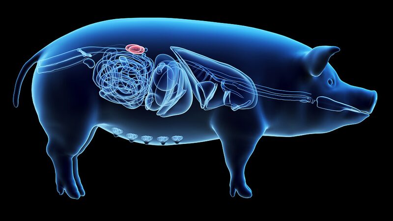 Chinese_Researchers_Achieve_Breakthrough_in_Gene-Edited_Pig_Kidney_Transplant - Khabar Asia Chinese Researchers Achieve Breakthrough in Gene-Edited Pig Kidney Transplant