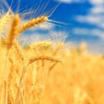 Chinese_Researchers_Decode_Gene_Boosting_Wheat_Yields_by_Up_to_9__in_Saline_Soils