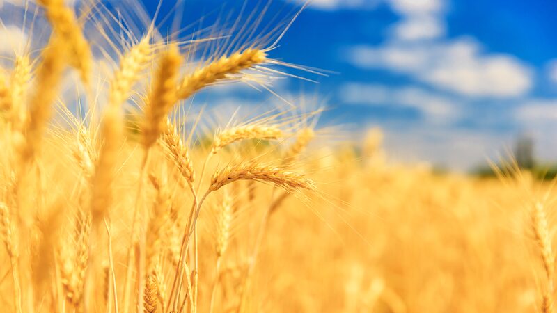 Chinese_Researchers_Decode_Gene_Boosting_Wheat_Yields_by_Up_to_9__in_Saline_Soils - Khabar Asia Chinese_Researchers_Decode_Gene_Boosting_Wheat_Yields_by_Up_to_9__in_Saline_Soils