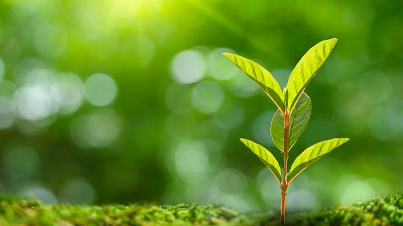 Chinese_Researchers_Decode_Plants_Cry_for_Help_Against_Diseases - Khabar Asia Chinese Researchers Decode Plants' "Cry for Help" Against Diseases