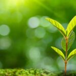 Chinese Researchers Decode Plants' 'Cry for Help' Mechanism Against Diseases