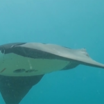Chinese Researchers Develop Manta Ray-Inspired Submersible for Coral Reef Monitoring