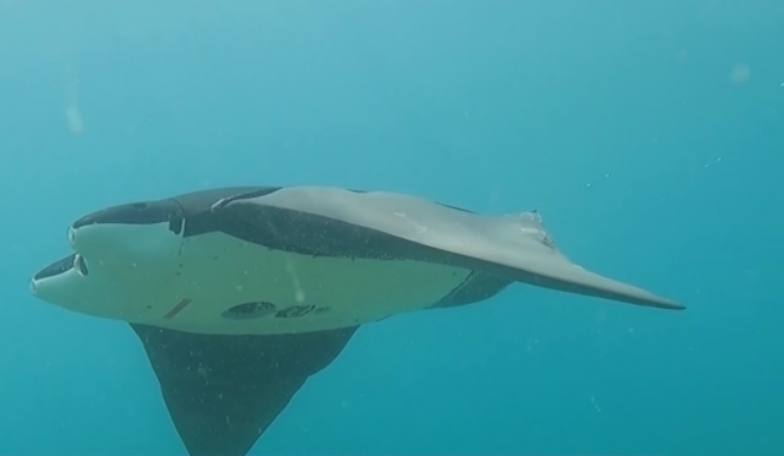 Chinese_Researchers_Develop_Manta_Ray-Inspired_Submersible_for_Coral_Reef_Monitoring - Khabar Asia Chinese Researchers Develop Manta Ray-Inspired Submersible for Coral Reef Monitoring