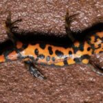 Chinese_Researchers_Discover_New_Fire_Bellied_Newt_Species_in_Mt__Wuyi_National_Park video poster