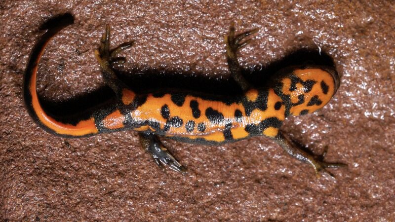 Chinese_Researchers_Discover_New_Fire_Bellied_Newt_Species_in_Mt__Wuyi_National_Park_poster - Khabar Asia Chinese_Researchers_Discover_New_Fire_Bellied_Newt_Species_in_Mt__Wuyi_National_Park video poster