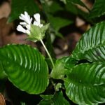Chinese Researchers Discover New Plant Species in Yunnan Province