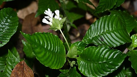 Chinese Researchers Discover New Plant Species in Yunnan Province Chinese Researchers Discover New Plant Species in Yunnan Province