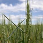 Chinese Researchers Harness Gene Editing to Combat Devastating Wheat Disease