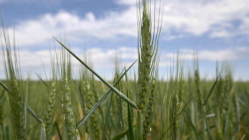 Chinese_Researchers_Harness_Gene_Editing_to_Combat_Devastating_Wheat_Disease - Khabar Asia Chinese Researchers Harness Gene Editing to Combat Devastating Wheat Disease