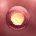 Chinese Scientists Create 3D Model of Three-Week Human Embryo, Revealing Early Development