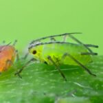 Chinese Scientists Decode Insect Olfaction to Develop Green Pesticides