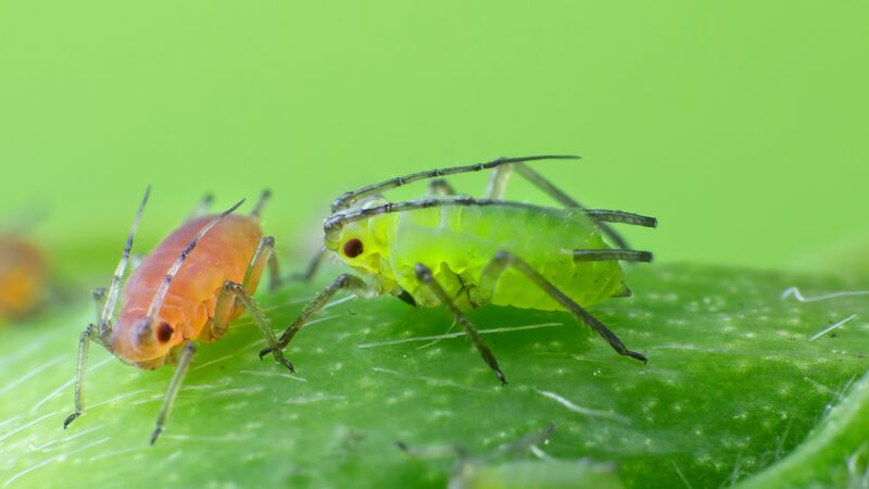 Chinese Scientists Decode Insect Olfaction to Develop Green Pesticides