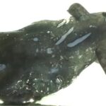 Chinese_Scientists_Discover_New_Species_Related_to_Vampire_Squid_in_South_China_Sea